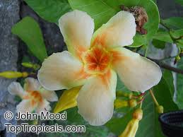 Image result for Marsdenia macrantha