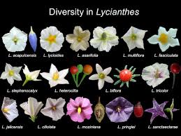 Image result for Lycianthes