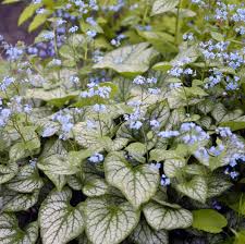 Image result for Buchnera crassifolia