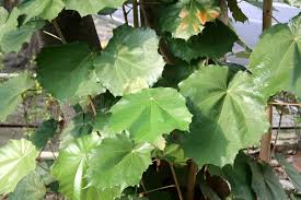 Image result for Pterospermum acerifolium