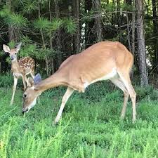 Richard B Russell State Park Richardbrussellstatepark Instagram Photos And Videos State Parks Georgia State Parks Deer