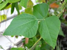 Image result for Rhynchosia resinosa