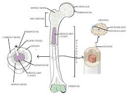 Spongy bone looks like sponge, with small holes, and is found on the inside of bones and the expanded heads of long bones. Cross Sectional View Of A Long Bone Download Scientific Diagram