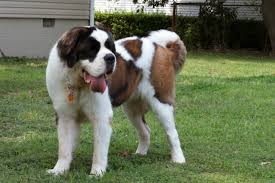 the best dog foods for st bernards