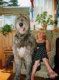 big too giant dogs big dog breeds worlds biggest dog