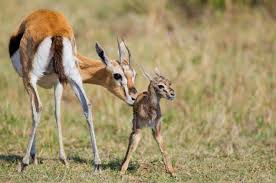 Baby Gazelle African Wildlife Reptiles Pet Animals