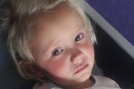 There was blood all over': pit bull viciously mauls four-year-old  Krugersdorp girl