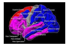 Understanding The Basic Biology Of Bipolar Disorder Ucla