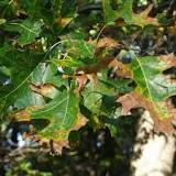 Image result