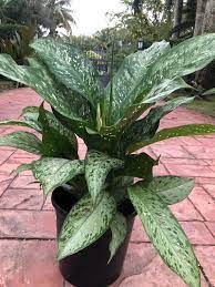 Dieffenbachia Memoria Corsii 10 Pot Etsy Easy Plants Plants Tropical Plants