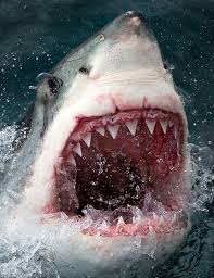 Malformalady White Sharks Shark Pictures Great White Shark