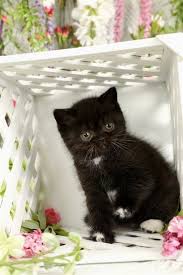 Black And White Persian Cat Short Hair Lovable Images Of Black Cat Breed Cat Care Persian Kittens Cool Cat Toys