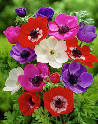 Garden Anemone Or Anemone Coronaria How To Grow Anemones Winter Garden Landscaping Ideas Anemone Flower Amazing Flowers Blooming Plants