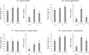 Image result for Oryza barthii