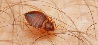 There are several natural bed bug. 3 Natural Remedies To Get Rid Of Bed Bugs Rentokil Indonesia