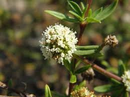 Image result for Spermacoce deserti