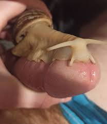 Giant Snail Ruling over my poor, little Cock. - Creature Comforts |  MOTHERLESS.COM ™