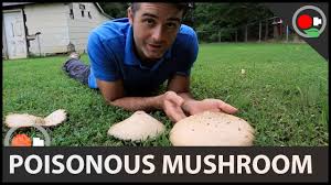 Mushrooms make a delicious addition to pizza, pasta, salads, and more. Poisonous Yard Mushroom The Green Spored Parasol Retro Mushroom Week 4 Youtube