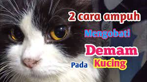 Posting pada peternakan ditag apakah kucing yang terkena fip bisa sembuh, bayi kucing lemas, biolysin untuk kucing, cara mengobati kucing sakit muntah, cara mengobati kucing sakit tanpa ke dokter, cara merawat anak kucing hampir mati, ciri ciri kucing demam, ciri ciri kucing mati keracunan, ciri ciri kucing mau mati, ciri ciri kucing sakit. 2 Cara Ini Ampuh Mengobati Kucing Demam Dan Lemas Youtube