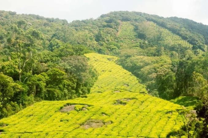 The unique mist-kissed hills of the Western Ghats provide the perfect climate for premium cardamom., AI generated