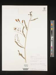 Image result for Sesbania brevipedunculata