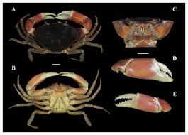 Image result for Neorautanenia ficifolia