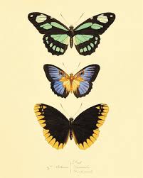 Pin By Ana Elisa On Fav Fotos In 2021 Butterfly Art Print Butterfly Art Vintage Butterfly Print