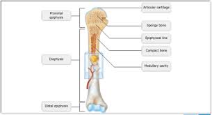 The diaphysis and the epiphysis. Mastering A P Chapter 6 Bones And Skeletal Tissues Flashcards Quizlet