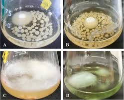 3.1 prepare the grain to receive the liquid culture. Optimization Of Liquid Culture Conditions Of Philippine Wild Edible Mushrooms As Potential Source Of Bioactive Lipids Sciencedirect