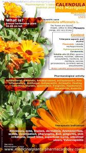 There are numerous varieties of this species, differing primarily in flower shape and color. Calendula Flower Medicinal Uses Benefits Herbalism Medicinal Plants Herbs
