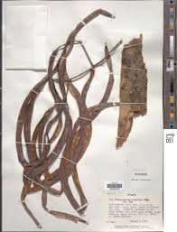 Image result for Stereospermum kunthianum