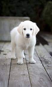 English Cream Golden Retriever Puppies Puppies Baby Animals Dogs