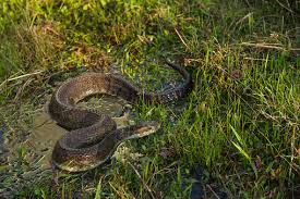 Oct 25, 2014 #29 another one to watch out for is coral snakes (black, red, yellow striped). Watch Severed Venomous Snake Head Keeps Moving After It S Been Chopped Off