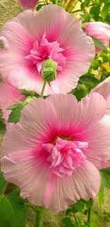 Soft Pink Beautiful Flowers Pretty Flowers Amazing Flowers