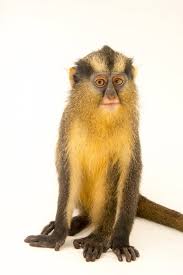 Image result for Monotes africanus