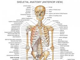 How many bones make up the human spine? Bones In The Human Body Human Body Bones Name