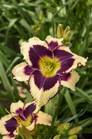 The plant has long leaves and a sweet pleasant smell. Hemerocallis Inkheart Day Lilies Easy Perennials Fragrant Flowers