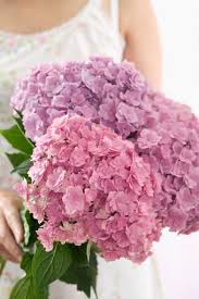 Wedding bouquets with pink hydrangea. Bridal Bouquets Made From Hydrangeas Lovetoknow