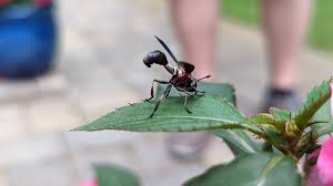 Image result for Berkheya bipinnatifida