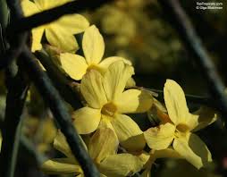Image result for Jasminum nudiflorum
