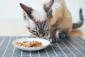Reaching out to see how my dogs are doing when first starting nom nom, to sending out a new shipment immediately when my dogs food was. 6 Best Healthy Dry Wet Cat Food For Senior Cats In 2021