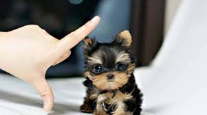Finding a furry companion should not be that difficult or expensive.today for the most amazing prices possible. Teacup Yorkie Puppies For Adoption