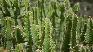 Image result for Euphorbia griseola
