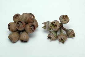 Image result for Eucalyptus saligna