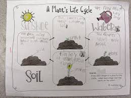 Plant Life Cycle Anchor Chart 1st Grade Www