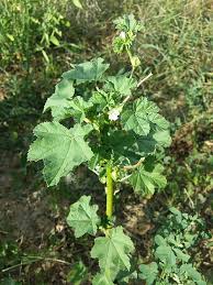 Image result for Malva verticillata