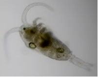 Image result for Platostoma coeruleum