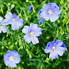 Image result for Linum