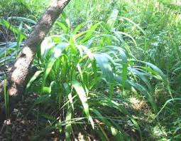 Image result for Pavetta cataractarum