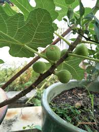 Pokok ini juga dipanggil dengan beberapa nama lain seperti pokok susu kambing, ara tanah, gelan susu dan. Syoknya Pokok Tin Dah Berbuah Tanam Dalam Pasu Jerr